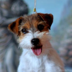 LUISSS Allevamento Jack Russell Terrier: Guida per Scegliere - Allevamento  Jack Russell Grosseto
